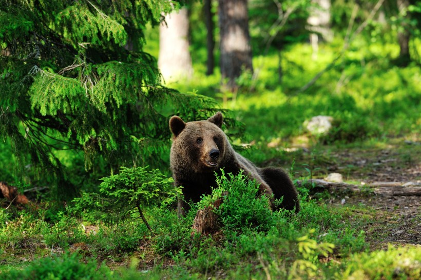 点击大图看下一张：森林中的棕熊图片