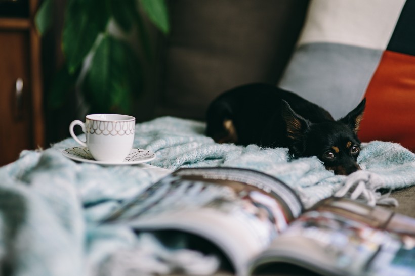 点击大图看下一张：沙发上的杂志和小狗的图片