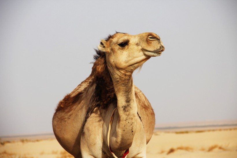 点击大图看下一张：沙漠中的骆驼图片