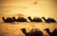 沙漠中的骆驼图片_8张