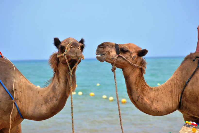 点击大图看下一张：沙漠中的骆驼图片