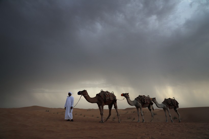 点击大图看下一张：沙漠中行走的骆驼图片