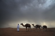 沙漠中行走的骆驼图片_8张