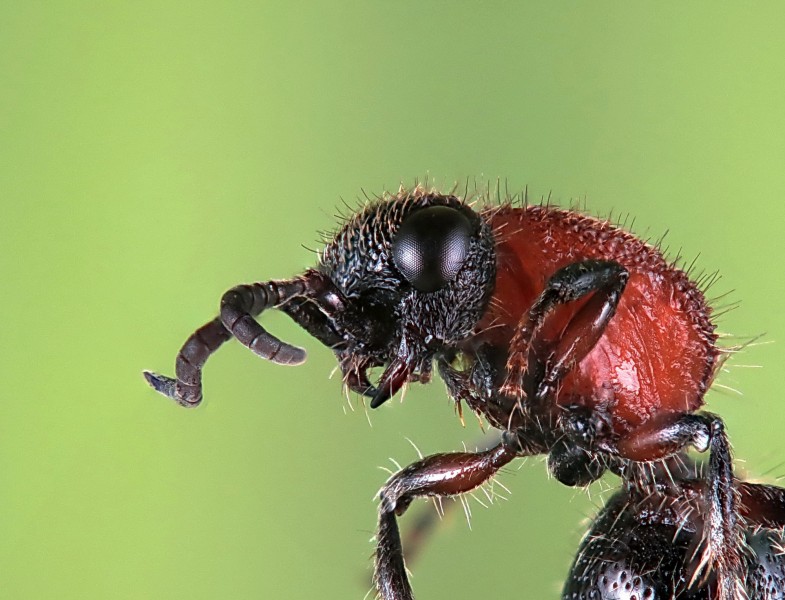 点击大图看下一张：微拍山蚂蚁图片