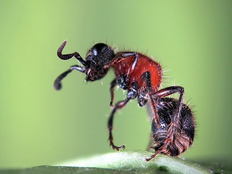 点击大图看下一张：微拍山蚂蚁图片