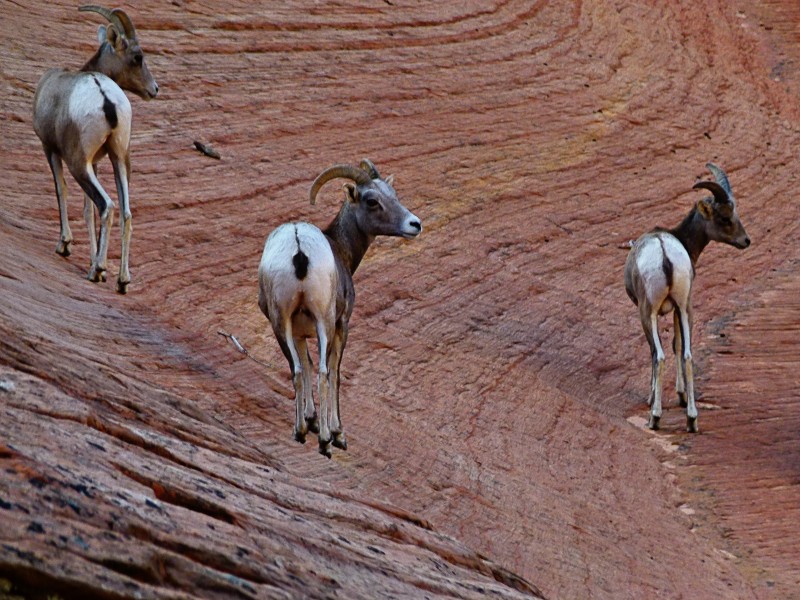 点击大图看下一张：奇异的混血动物之山绵羊图片