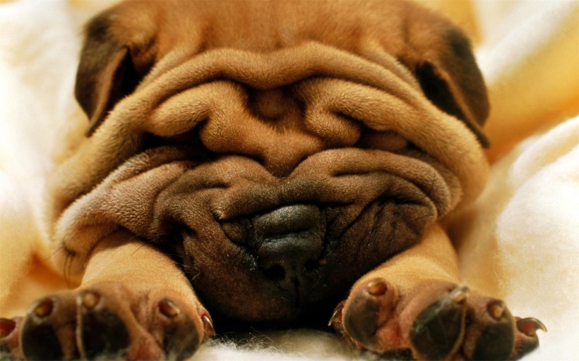 点击大图看下一张：肉嘟嘟的沙皮犬图片