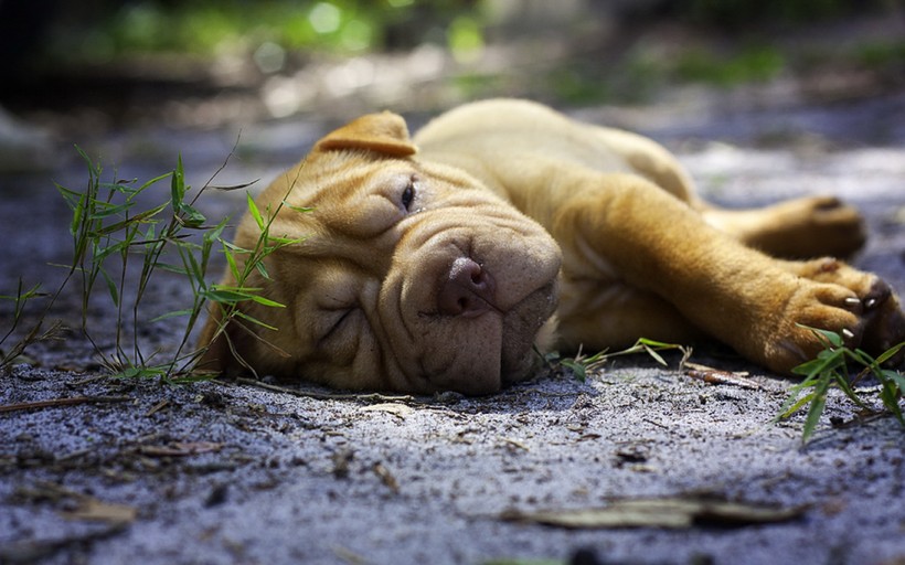 点击大图看下一张：可爱的沙皮犬图片