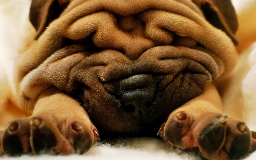 点击大图看下一张：可爱的沙皮犬图片