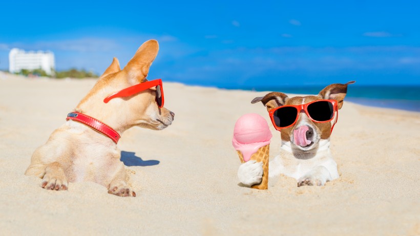 点击大图看下一张：沙滩上可爱的狗狗图片