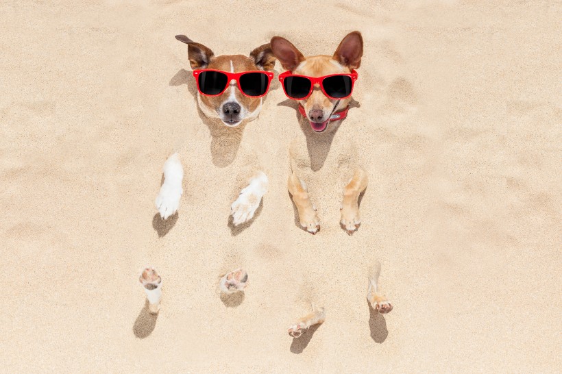 点击大图看下一张：沙滩上可爱的狗狗图片