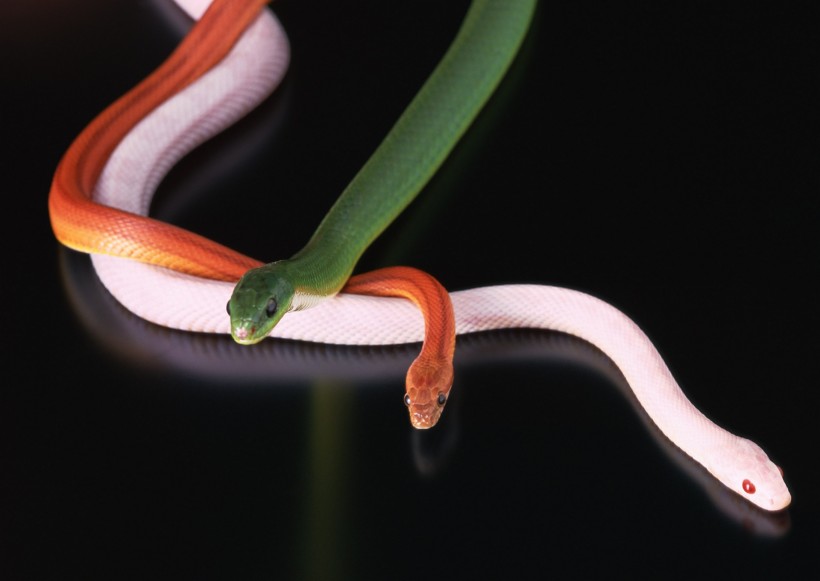 点击大图看下一张：蛇图片