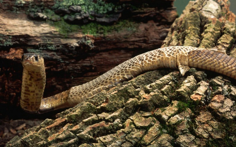 点击大图看下一张:蛇图片