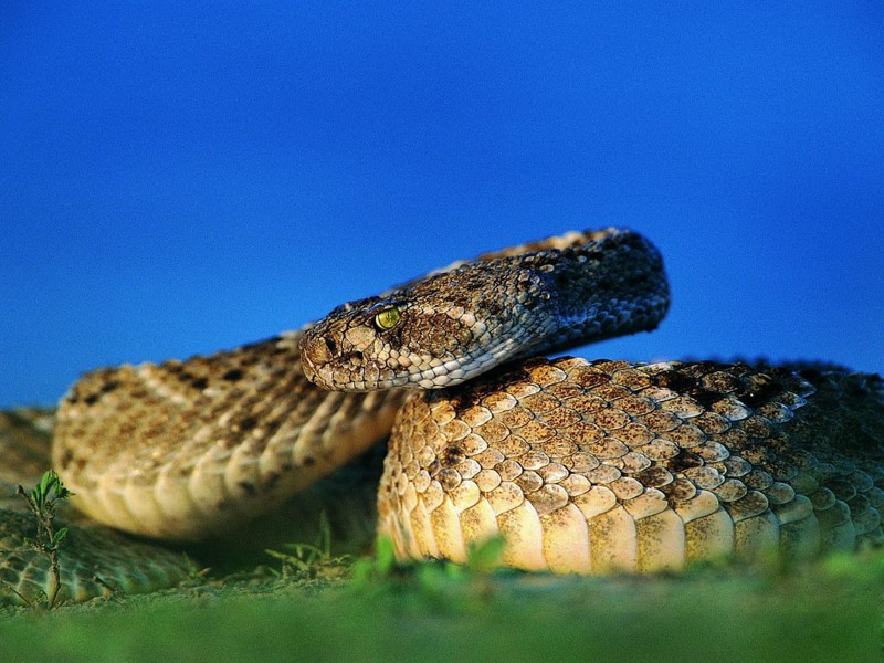 点击大图看下一张:蛇图片