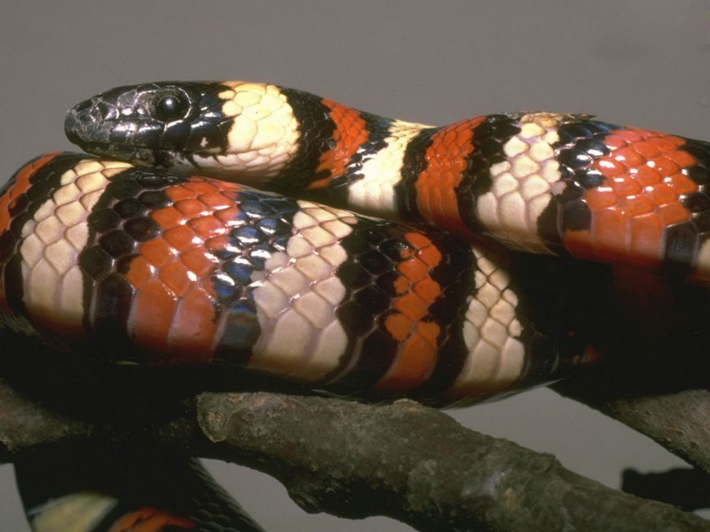 点击大图看下一张:蛇图片