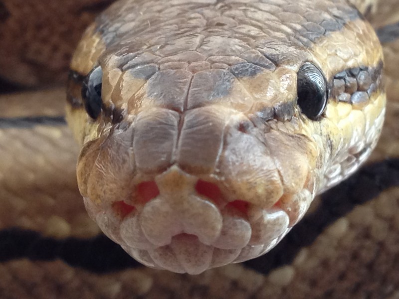 点击大图看下一张：蛇的头部图片