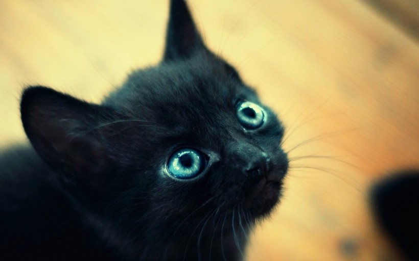 点击大图看下一张：神秘的黑猫图片