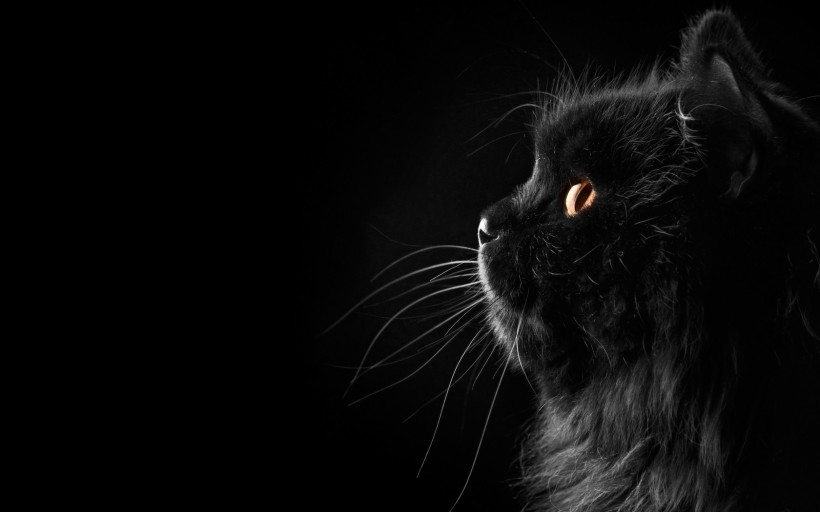点击大图看下一张：神秘的黑猫图片