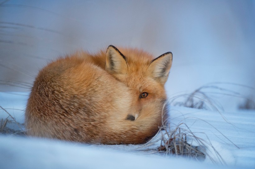 点击大图看下一张：神秘灵气的狐狸图片