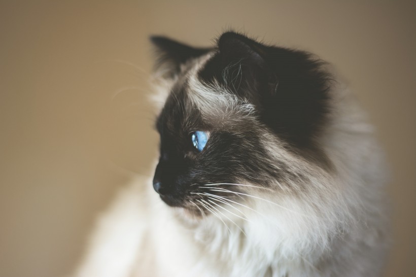 点击大图看下一张：爬树的猫咪图片