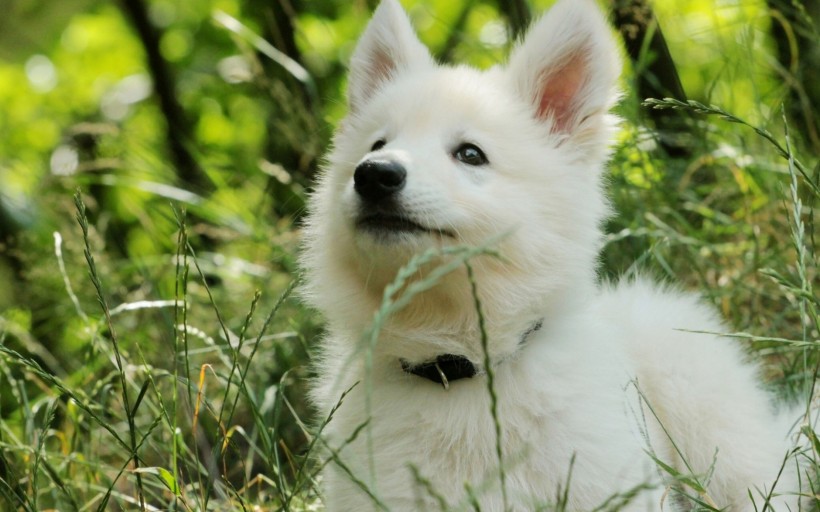 点击大图看下一张：德国黑背牧羊犬图片