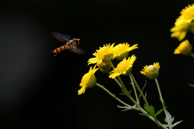 点击大图看下一张：食蚜蝇图片