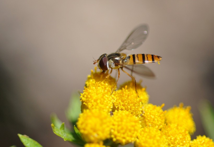 点击大图看下一张：黄色小花上的食蚜蝇图片
