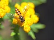 黄色小花上的食蚜蝇图片_6张