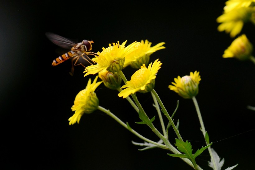 点击大图看下一张：食蚜蝇图片