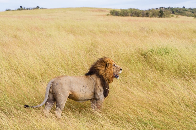 点击大图看下一张：勇猛的狮子图片