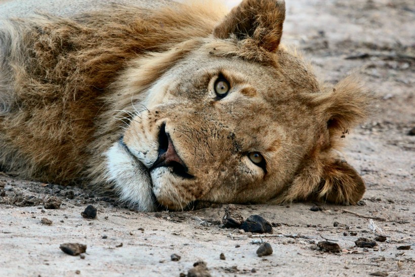 点击大图看下一张：勇猛的狮子图片