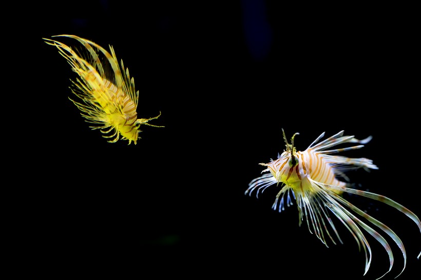 点击大图看下一张：狮子鱼图片