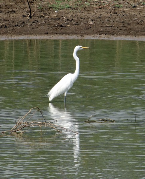 点击大图看下一张：站在水中的一只白鹭图片