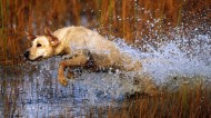 水中奔跑的狗狗图片_12张