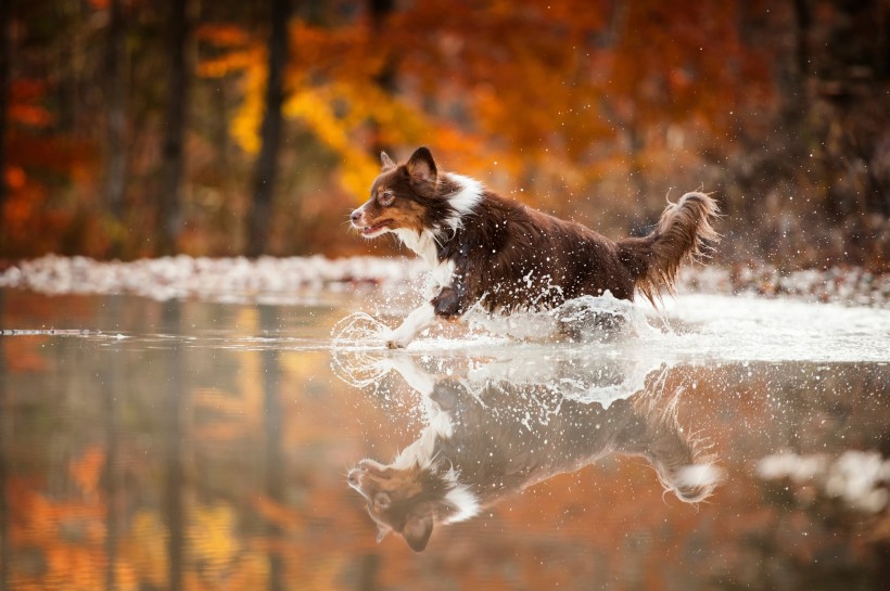 点击大图看下一张：水中奔跑的狗狗图片