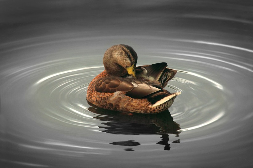 点击大图看下一张：水中的鸭子图片