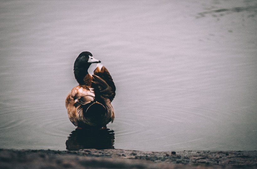 点击大图看下一张：水中的鸭子图片