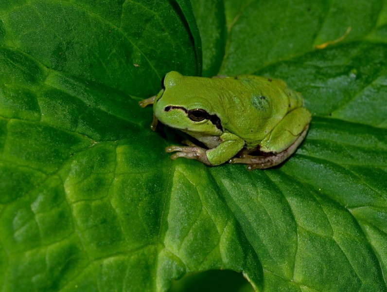 点击大图看下一张：菜叶上的树蛙图片