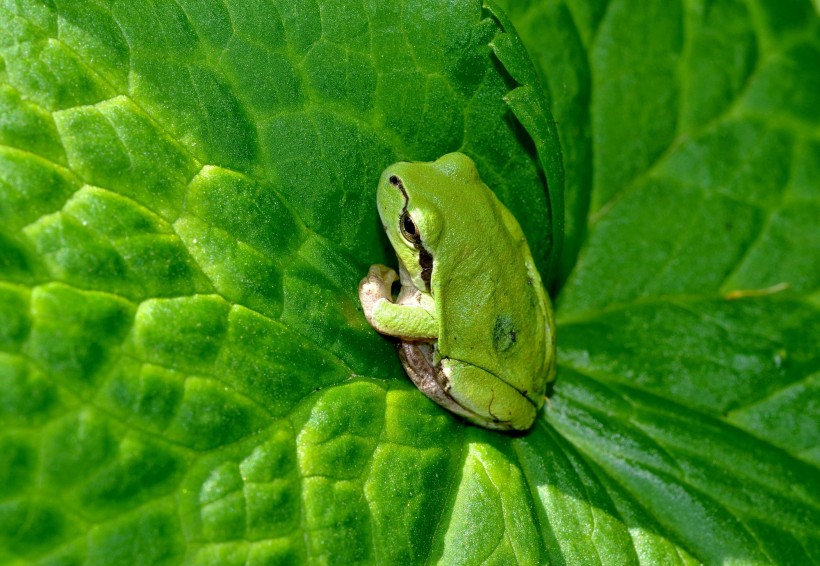点击大图看下一张：菜叶上的树蛙图片