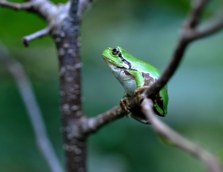 点击大图看下一张：绿色树蛙图片