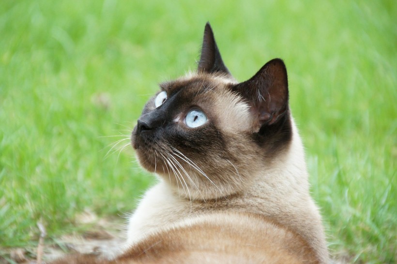 点击大图看下一张：可爱的暹罗猫图片