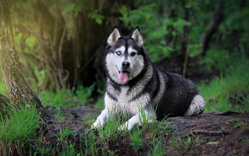 点击大图看下一张：西伯利亚雪橇犬图片
