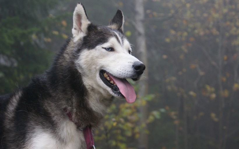 点击大图看下一张：西伯利亚雪橇犬图片