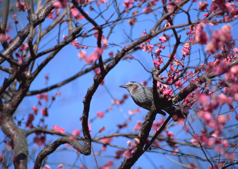 点击大图看下一张：四季鸟鸣图片