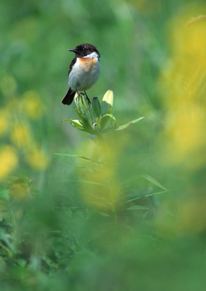 点击大图看下一张：四季鸟鸣图片