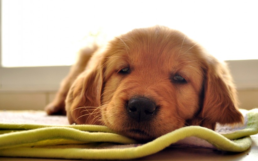 点击大图看下一张：熟睡的狗狗图片