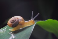 微距蜗牛图片_8张