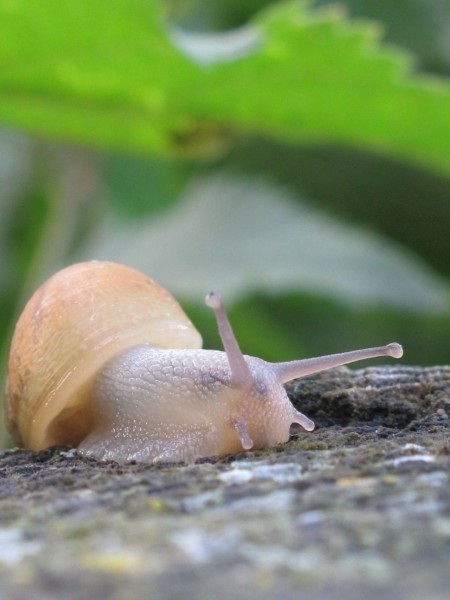 点击大图看下一张：爬行缓慢的蜗牛图片