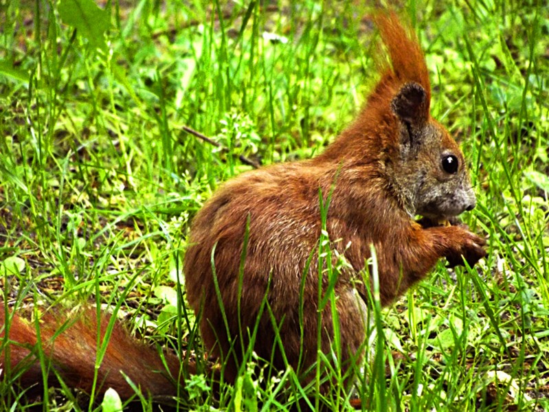 点击大图看下一张：红褐色的小松鼠图片