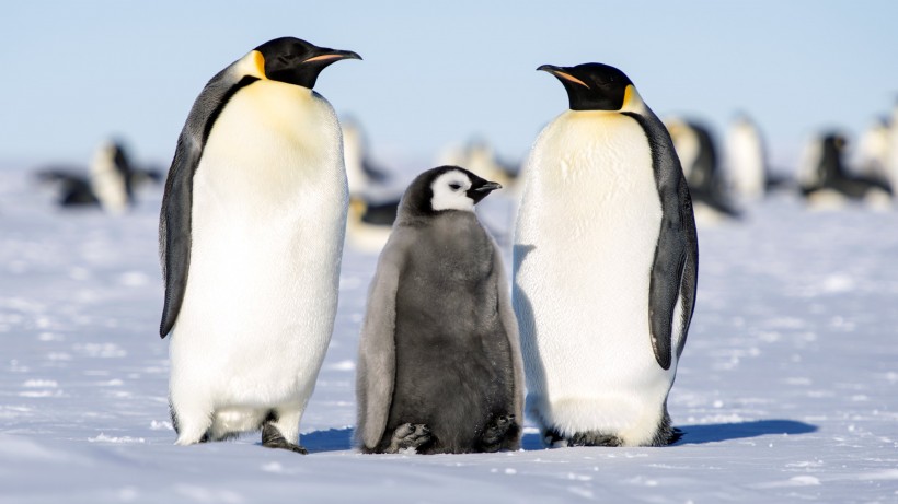 点击大图看下一张：北极萌态十足的企鹅图片
